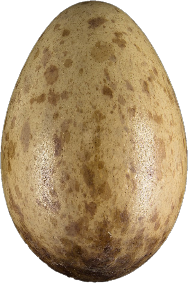 Muséum d'histoire naturelle de Toulouse, MHNT.ZOO.2010.11.65.5, œuf de grue cendrée (Grus grus), collection oologique de Jacques Perrin de Brichambaut (photographie de Roger Culos).