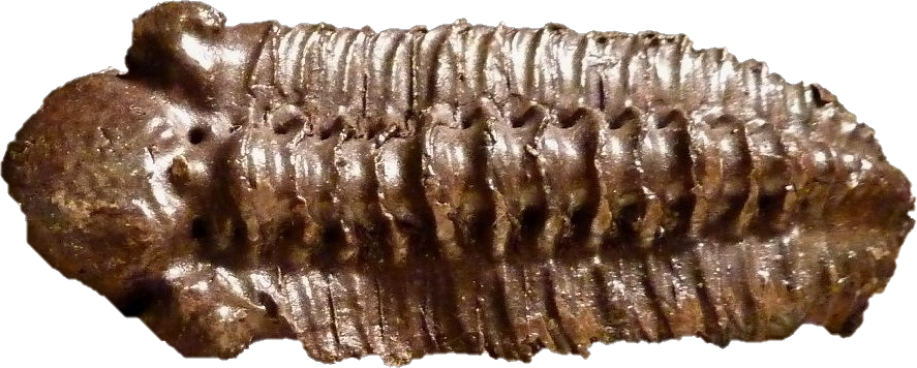 Fossile de Geesops sparsinodosus gallicus trouvé dans la réserve naturelle nationale de Vireux-Molhain (Ardennes).
