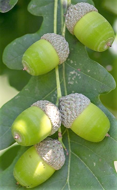 Le chêne pédonculé (Quercus robur) est, avec le hêtre commun, une essence feuillue courante en Champagne-Ardenne.