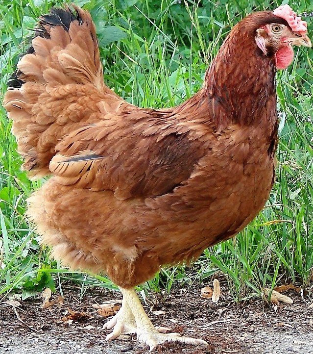 Le coloris des poules rousses (nom générique) varie du plus clair au plus foncé.