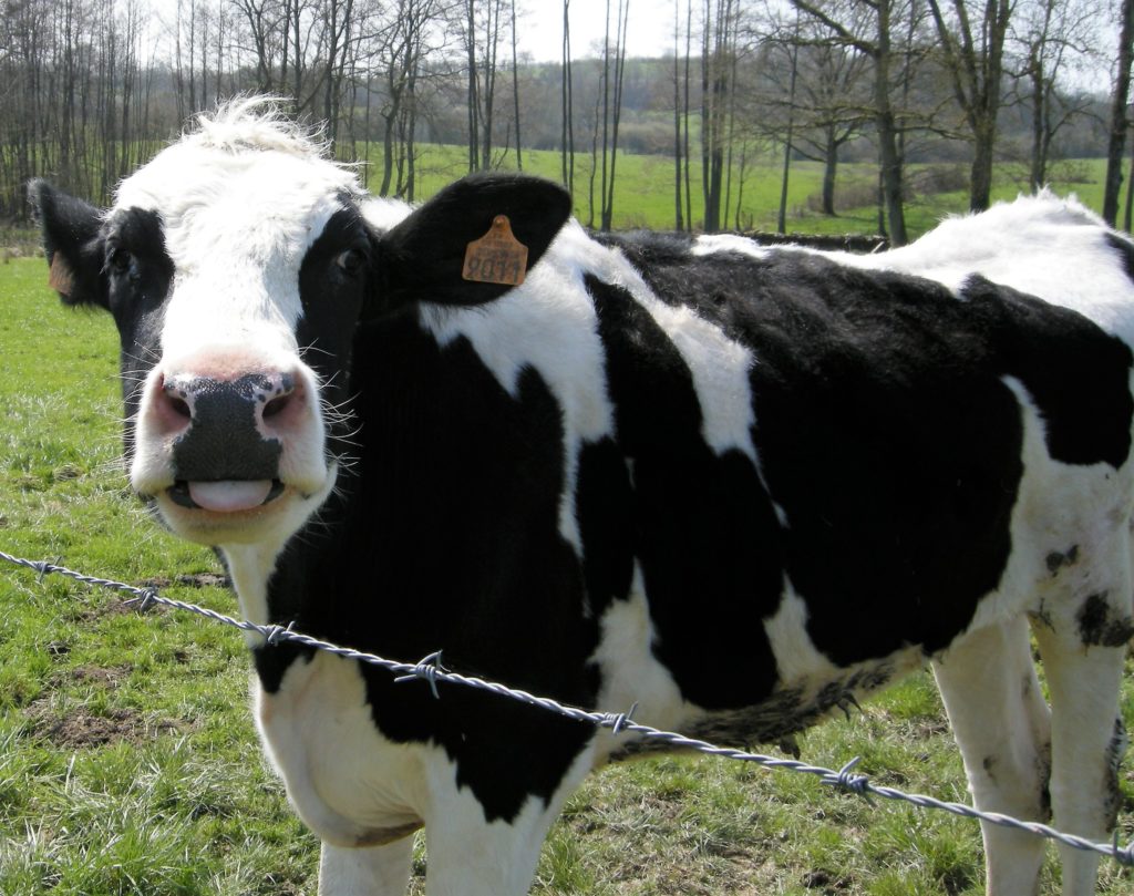 Vache des Ardennes, repérage topographique des environs de La Romagne effectué le samedi 10 avril 2010. Crédits photographiques : © 2020 laromagne.info par Marie-Noëlle ESTIEZ BONHOMME.