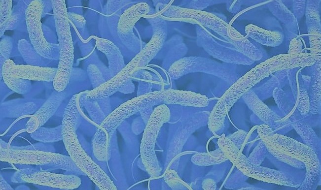 Bactérie Vibrio cholerae (vue au microscope, version colorisée).