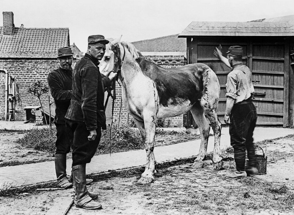 Roger-Viollet (Firme), référence 79448-14, Guerre 1914-1918. Homme peignant un cheval blanc en marron pour le camoufler, prise de vue du 1e  juin 1915, notice consultable en ligne sur le site de agence photographique (commanditaire).