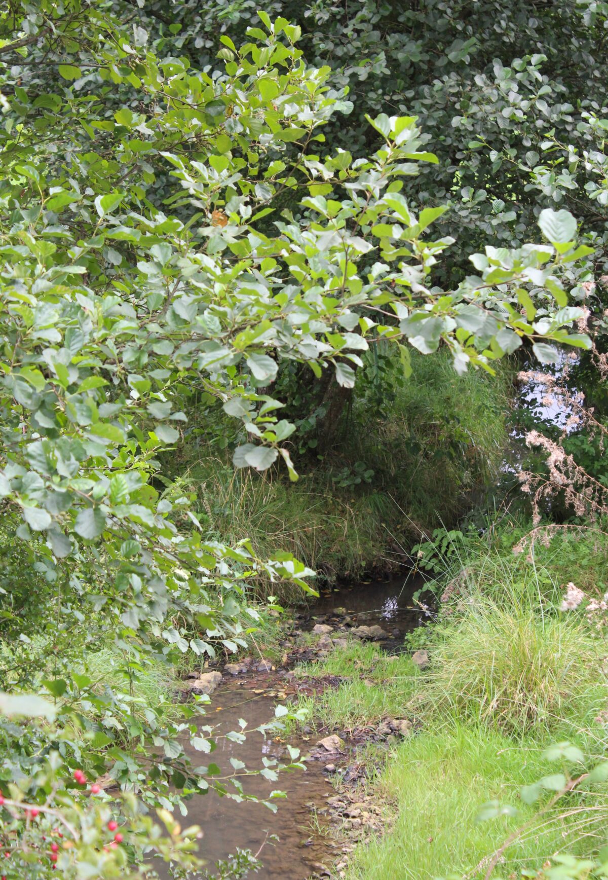 Ruisseau du Moulin Garrot. Prise de vue effectuée le mardi 3 septembre 2024 à La Romagne (Ardennes). Crédits photographiques : © 2020 laromagne.info par Marie-Noëlle ESTIEZ BONHOMME.