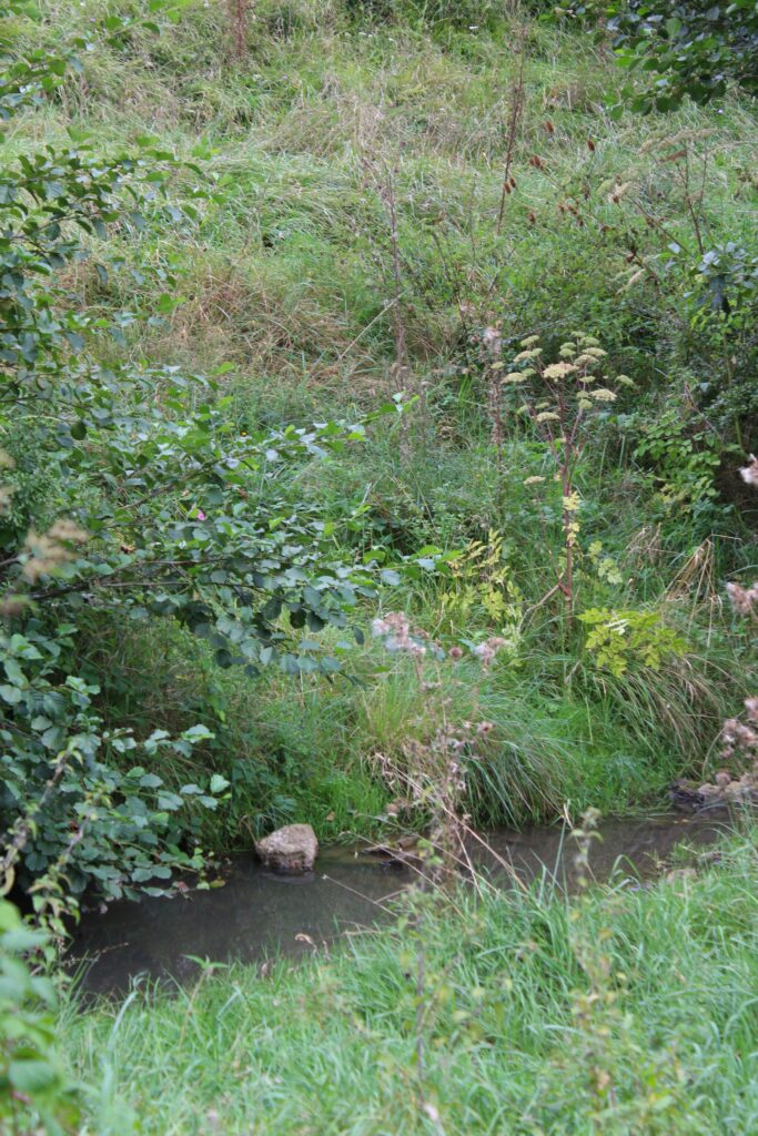 Ruisseau du Moulin Garrot. Prise de vue effectuée le mardi 3 septembre 2024 à La Romagne (Ardennes). Crédits photographiques : © 2020 laromagne.info par Marie-Noëlle ESTIEZ BONHOMME.