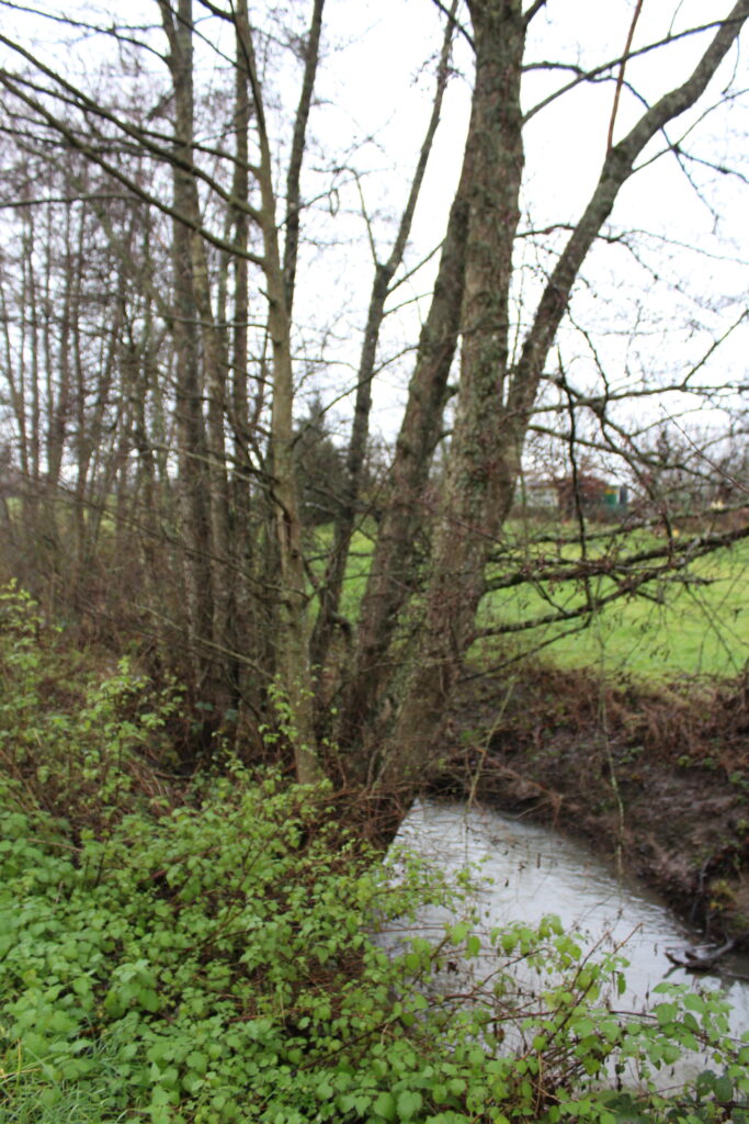 Vue du ruisseau Chantraine, qui traverse les terres du château de Rocquigny (Ardennes). photographies en couleurs, prises de vue effectuées le mercredi 18 décembre 2024. Crédits photographiques : © 2020 laromagne.info par Marie-Noëlle ESTIEZ BONHOMME.