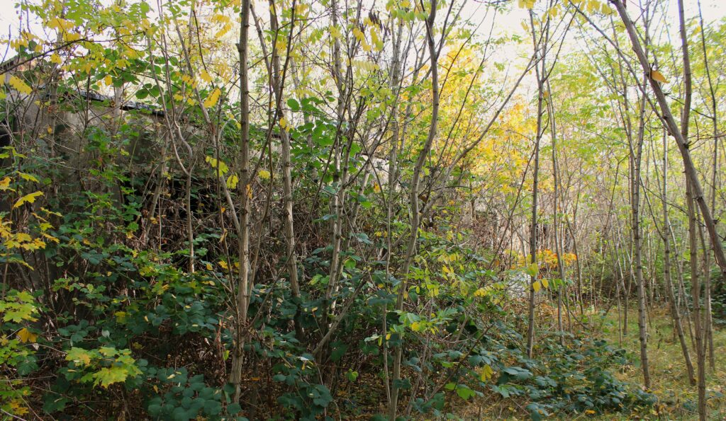 Baraque envahie par la végétation. Am Kanal 23, 15890 Eisenhüttenstadt. Vestige du Stalag III-B ? Photographie en couleurs, prise de vue effectuée le lundi 28 octobre 2024. Crédits photographiques : © 2020 laromagne.info par Marie-Noëlle ESTIEZ BONHOMME.