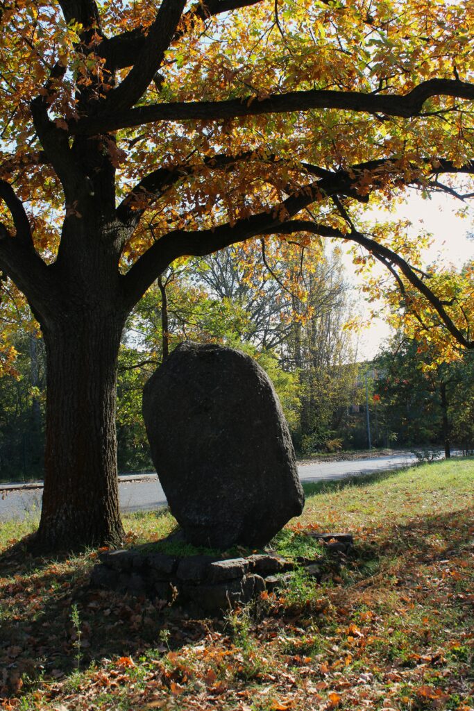 Chêne et stèle commémorative du Stalag III-B à Eisenhüttenstadt (Allemagne), dans le quartier de Fürstenberg (Oder). Photographies en couleurs, prises de vue effectuées le vendredi 25 octobre 2024. Crédits photographiques : © 2020 laromagne.info par Marie-Noëlle ESTIEZ BONHOMME.