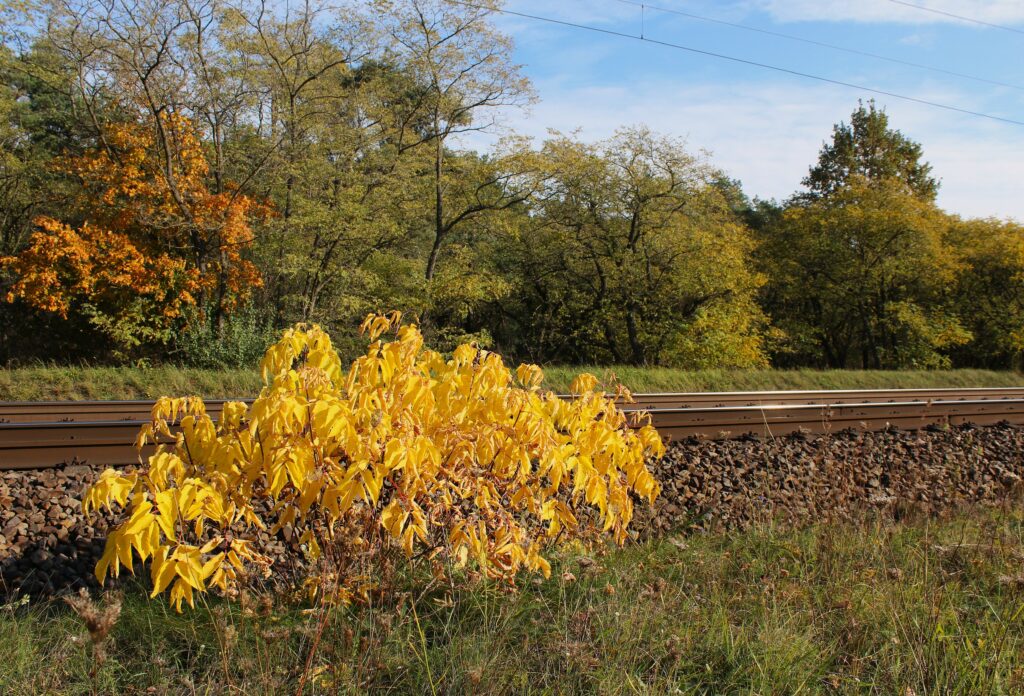 Voies ferroviaires d'Eisenhüttenstadt, en service et désaffectées. Photographies en couleurs, prises de vue effectuées le vendredi 25 octobre 2024. Crédits photographiques : © 2020 laromagne.info par Marie-Noëlle ESTIEZ BONHOMME.