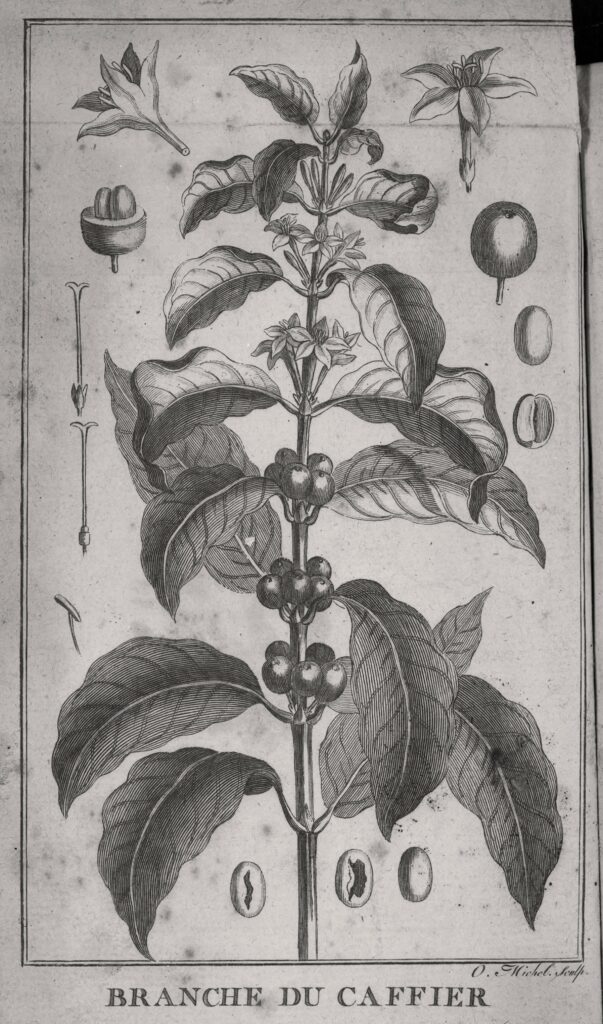 Bibliothèque interuniversitaire de santé (Paris), document numérique, 039321x1, référence de l’image CICL07711, Branche du caffier, gravure au burin d’O. Michel, extraite de Dissertation sur le caffé de Claude Joseph Gentil, Paris, chez l’auteur, 1787, notice descriptive consultable en ligne.
