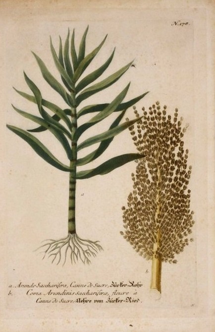 Musée historique de Villèle (Saint-Gilles-les-Hauts, La Réunion), document numérique, numéro d’inventaire 1990.112, a. Arundo saccharifera, Canne de sucre ; b. Coma Arundinis saccharierce, fleure à canne de sucre, dessin attribué à Georg Dionysius Ehret, gravure attribuée à Johann Jakob Haid, 1737, estampe en manière noire (mezzo-tinto) rehaussée de couleur sur papier, 39,2 × 24,6 cm, notice descriptive consultable en ligne.