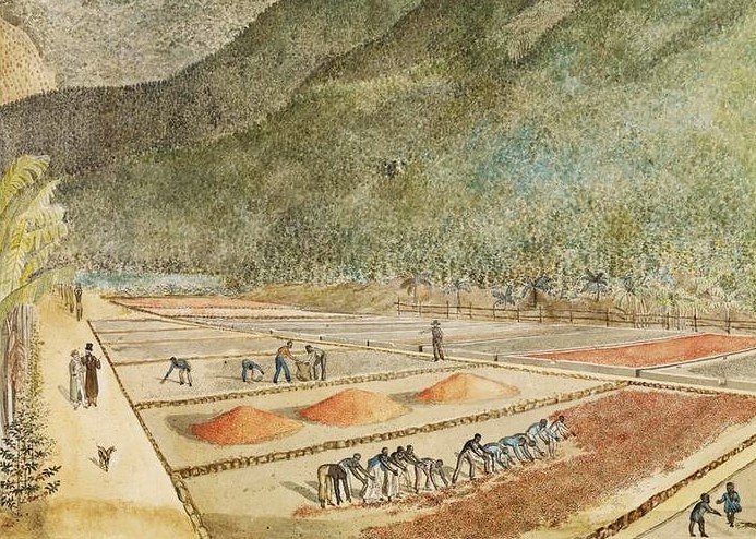 Musée du quai Branly-Jacques Chirac (Paris), document numérique, numéro d’inventaire 75.14892, La culture du café à l'île Bourbon : vue des terrains où l'on fait sécher le grain, attribué à Jean-Joseph Patu de Rosemont (1767–1818), vers 1800, crayon, aquarelle et encre sur papier, encadré, dimensions de la feuille : 42,8 × 61,9 cm, notice descriptive consultable en ligne. [Nota bene : Jean-Joseph Patu de Rosemont (1766–1817) arrive à l’île Bourbon en 1788 après un naufrage. Planteur d’épices à Bras-Panon, il peint de nombreux paysages de l’île.]
