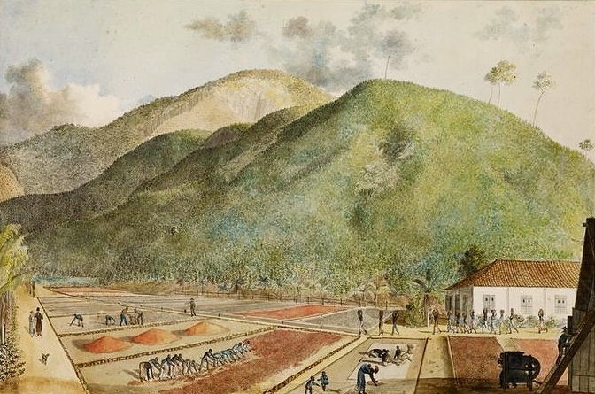 Musée du quai Branly-Jacques Chirac (Paris), document numérique, numéro d’inventaire 75.14892, La culture du café à l'île Bourbon : vue des terrains où l'on fait sécher le grain, attribué à Jean-Joseph Patu de Rosemont (1767–1818), vers 1800, crayon, aquarelle et encre sur papier, encadré, dimensions de la feuille : 42,8 × 61,9 cm, notice descriptive consultable en ligne. [Nota bene : Jean-Joseph Patu de Rosemont (1766–1817) arrive à l’île Bourbon en 1788 après un naufrage. Planteur d’épices à Bras-Panon, il peint de nombreux paysages de l’île.]