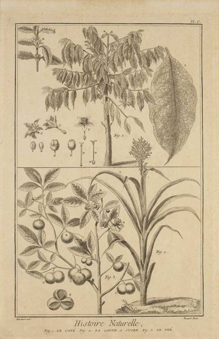 Musée historique de Villèle (Saint-Gilles-les-Hauts, La Réunion), document numérique, numéro d’inventaire 1990.63, Histoire naturelle, Fig. 1 Le café ; Fig. 2 La canne à sucre ; Fig. 3 Le thé, Martinet (dessinateur, 18ᵉ siècle), Bénard Robert (graveur, 18ᵉ siècle), édité par Martinet, Paris, 1768, estampe sur papier, 39,6 × 25 cm, notice descriptive consultable en ligne.