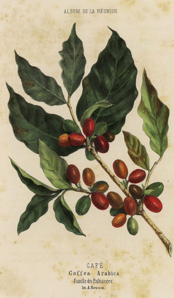 Bibliothèque départementale de La Réunion, R14935.130. Louis Antoine Roussin (1819–1894), Album de la Réunion. Café. Coffea Arabica : famille des Rubiacées, 1860. Lithographie en couleurs sur papier ; dimensions de la feuille : 31 × 23 cm. Imprimée à La Réunion par A. Roussin (Imprimerie A. Roussin). Estampe extraite de l’Album de l'île de la Réunion : recueil de dessins représentant les sites les plus pittoresques..., tome 2, page 130, publié à Saint-Denis entre 1860 et 1867. Langue : français.