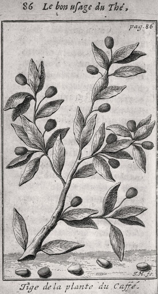 Bibliothèque interuniversitaire de santé (Paris), document numérique, 039269, référence image CICL03189, Tige de la plante du caffé, gravure à l’eau-forte réalisée par J. H., extraite de l’ouvrage de Nicolas de Blégny, Le bon usage du thé, du caffé et du chocolat pour la preservation & pour la guerison des maladies (Lyon : Thomas Amaulry, 1687), image placée en page 86, taille originale 120 x 70 mm, notice descriptive consultable en ligne.