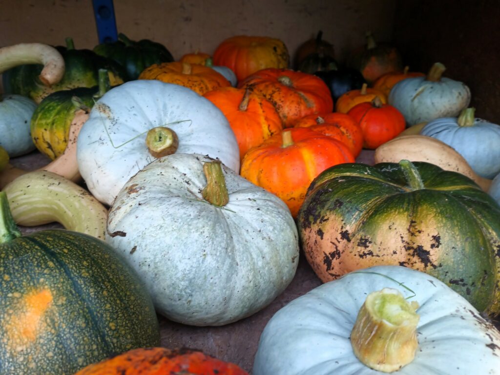 Les Jardins Entre Terre et Lune, installés sur le site du Bois Diot, sont une exploitation agricole spécialisée dans la production de légumes, melons, racines et tubercules.